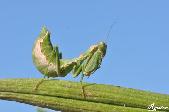 Kleine Fangschrecke (Ameles spallanzania)